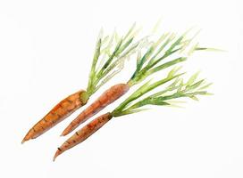 sketch of three fresh carrots with leaves photo