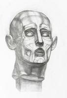 gypsum ecorche head hand-drawn by pencil photo