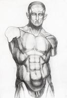 hand-drawn study of plaster cast of male torso photo