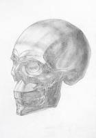 human skull hand-drawn by graphite pencil photo