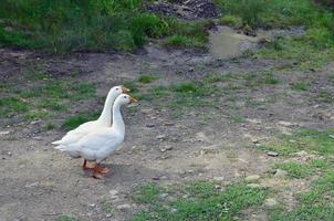 A pair of funny white geese are walking along the dirty grassy yard photo