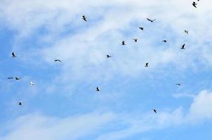 muchas gaviotas blancas vuelan en el cielo azul nublado foto