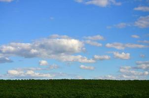 A rural landscape with a green field of late sunflowers under a cloudy blue sky photo