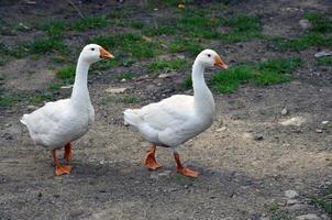 A pair of funny white geese are walking along the dirty grassy yard photo