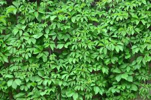 Green ivy grows along the beige wall of painted tiles. Texture of dense thickets of wild ivy photo