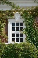 White window on green wall with climbing plant. Natural green leaf grass cover wall with white window background, Eco friendly backdrop photo