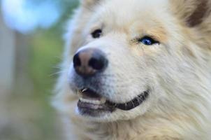 Portrait of the White Siberian Samoyed husky dog with heterochromia a phenomenon when the eyes have different colors in the daytime outdoors photo