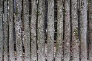 The texture of wooden fence photo