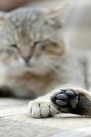 Sad tabby cat lying on a soft sofa outdoors and resting with paw in focus photo