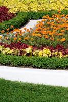 Coleus flowerpot. Beautiful perspective of natural coleus plant leaves photo