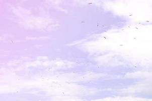 muchas gaviotas blancas vuelan en el cielo azul nublado foto