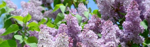 Branches of purple lilac and green leaves. Blooming branch of lilac photo