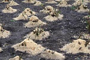 mulching rosales. una gran cantidad de rosales recortados están cubiertos de aserrín de madera y tallos para su conservación en invierno foto