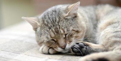 Close up of a sad and lazy tabby cat napping on the couch outdoors in evening photo