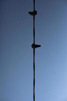 Two pigeons on wire against sky. Birds on wires. Electric wire hanging in air. photo