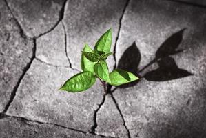 New life concept, small tree sprout growing in ruins, plant grown on the rock, recovery, revival, resilience, power of nature idea photo