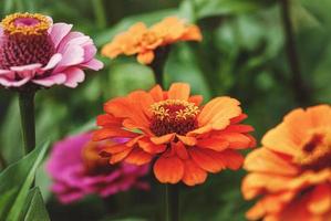 vibrantes flores de zinnia elegans en el primer plano del jardín foto