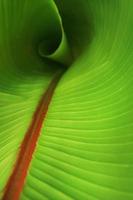 The texture of a tropical banana palm leaf with a sunny glow. photo