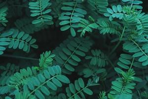 Background of green tropical plants with small juicy leaves in a row in a dark key with a soft contrast. photo