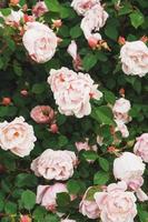 A bush with many small pink roses close-up in the garden. Pink rose bushes blooming on the road. photo