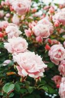 A bush with many small pink roses close-up in the garden. Pink rose bushes blooming on the road. photo