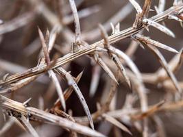 cerrar una foto macro de picos afilados en una planta seca