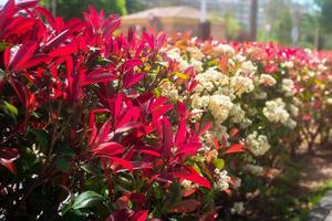 Bright red leaves of photinia at a city street photo