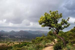 curved tree on a hiking trail on a mountains background at a cloudy day photo