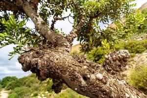 close up photo of a curved tree in a mountains