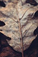 foto de cerca de una hoja seca marrón con hermosos patrones naturales