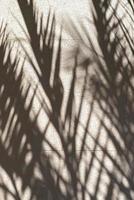 vertical shot of an overlayed shadows of palm leaves on a white blank wall photo