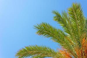 beautiful palm branches against clear blue sky photo