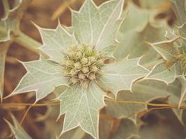 Eryngium maritimum or the sea holly or seaside eryngo close up shot photo