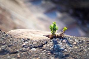 inspirating close up photo of a small sprout breaking through a stone