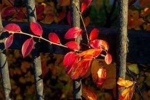 a thin branch with bright red leaves sticking out through a fence photo