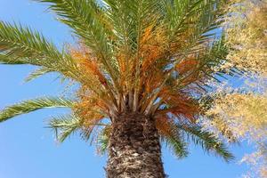 beautiful palm tree against clear blue sky. photo from below