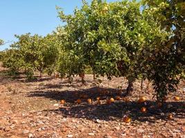 orange tree in the garden and oranges lying on the ground photo