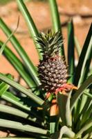 Pineapple tree view photo