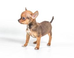 chihuahua puppy view photo