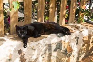 vista de gato negro foto