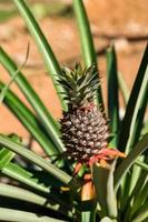 Pineapple tree view photo