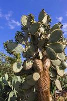 Cactus Opuntia view photo
