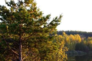 Autumn forest view photo