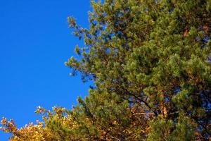 Autumn forest view photo