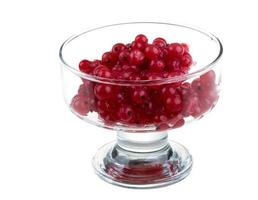 red currant on white photo