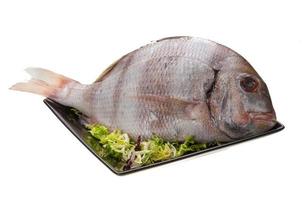 Raw porgy on white photo