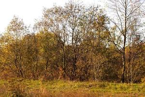 vista del bosque de otoño foto