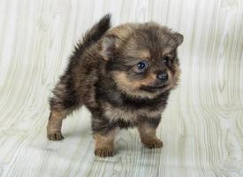 Pomeranian spitz view photo