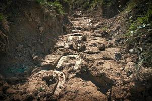 Mountain trail with horseshoe marks photo