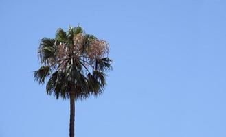 Palm tree against a blue sky photo